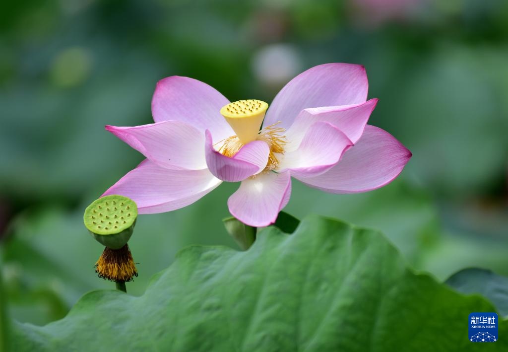 夏日荷韵 夏日荷韵