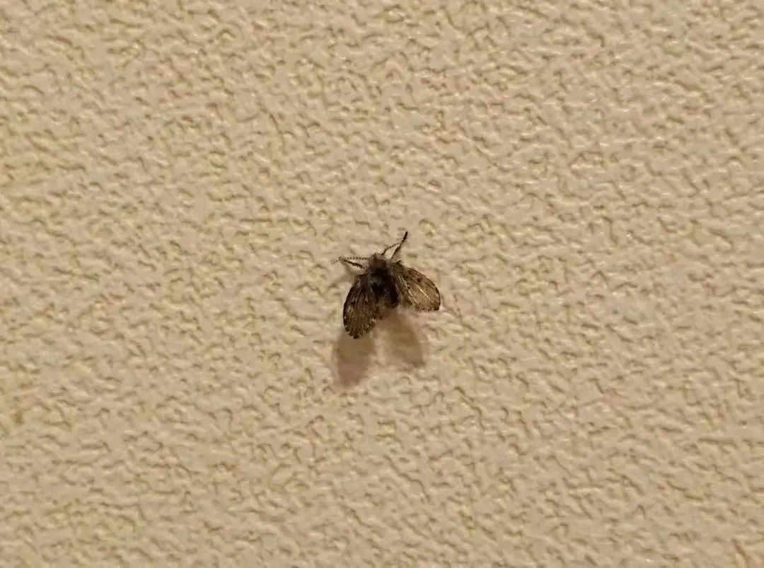 不少上海人家里都有！看到一只，说明已有很多（不是蟑螂）