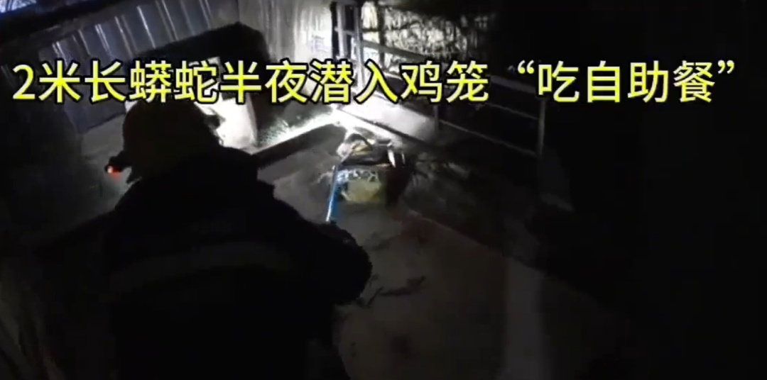 广东一2米长蟒蛇半夜潜入鸡笼“吃自助餐”,被当场抓获 广东一2米长蟒蛇半夜潜入鸡笼“吃自助餐”,被当场抓获