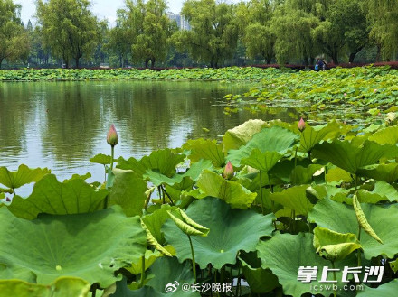 年嘉湖上荷花开 赏荷打卡正当时 年嘉湖上荷花开 赏荷打卡正当时