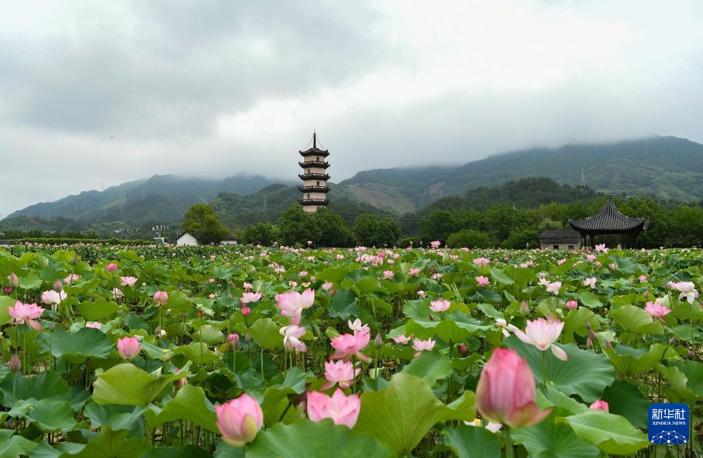 夏日荷韵 夏日荷韵