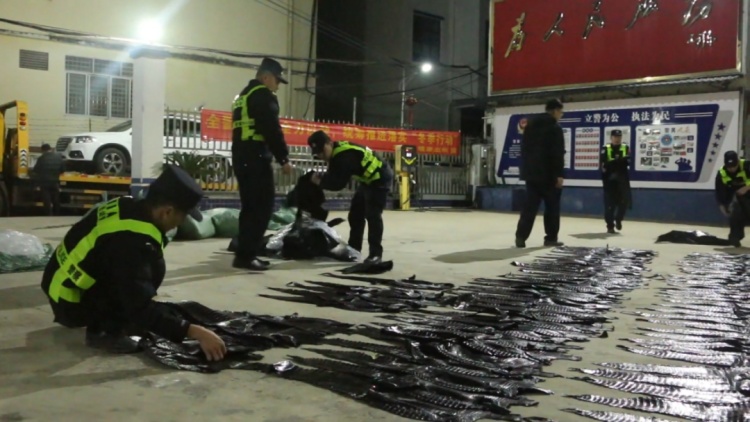 598张!铺满地!广西边境查获一批走私鳄鱼皮 598张!铺满地!广西边境查获一批走私鳄鱼皮