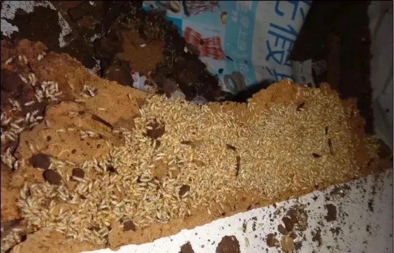 关窗！关窗！入梅后大量出现