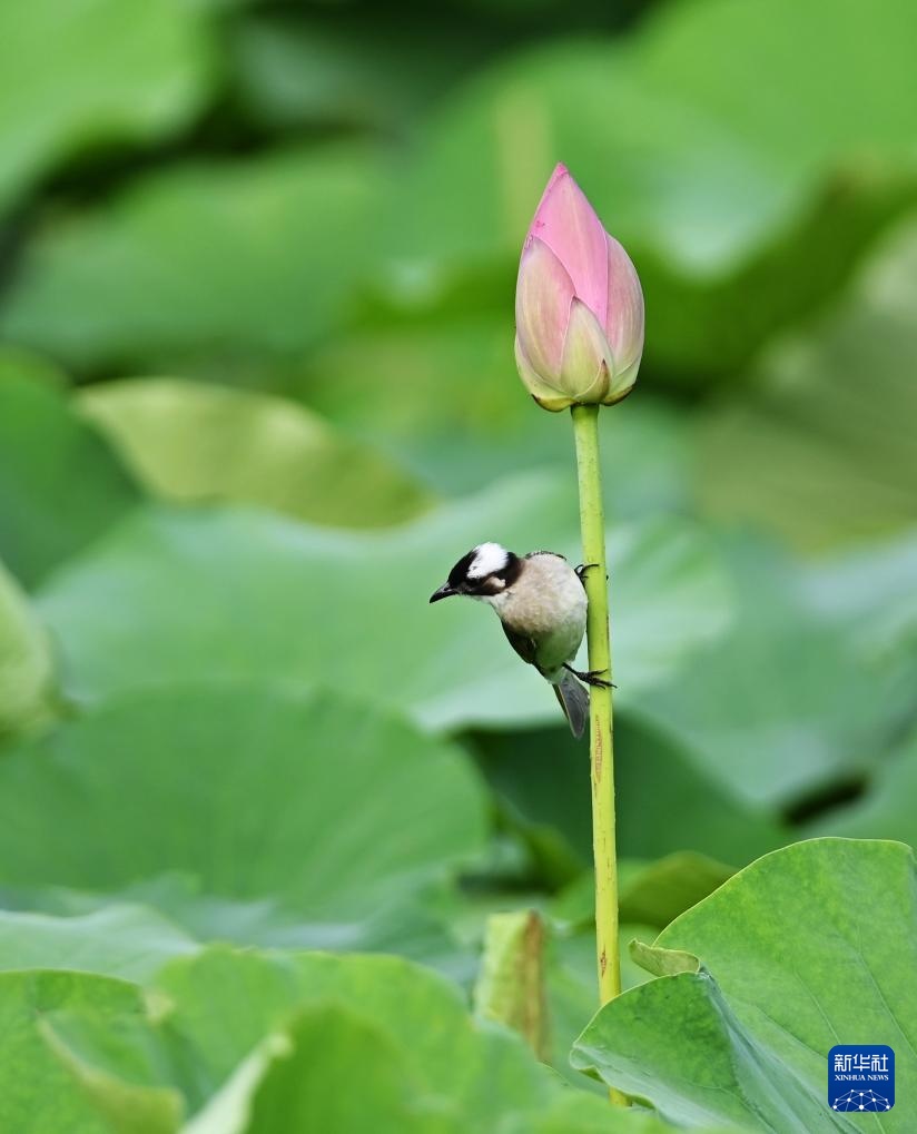 夏日荷韵 夏日荷韵