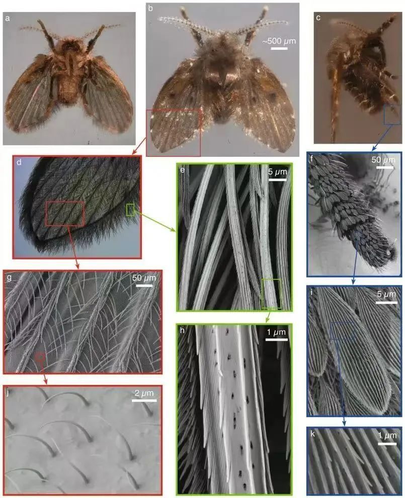不少上海人家里都有！看到一只，说明已有很多（不是蟑螂）
