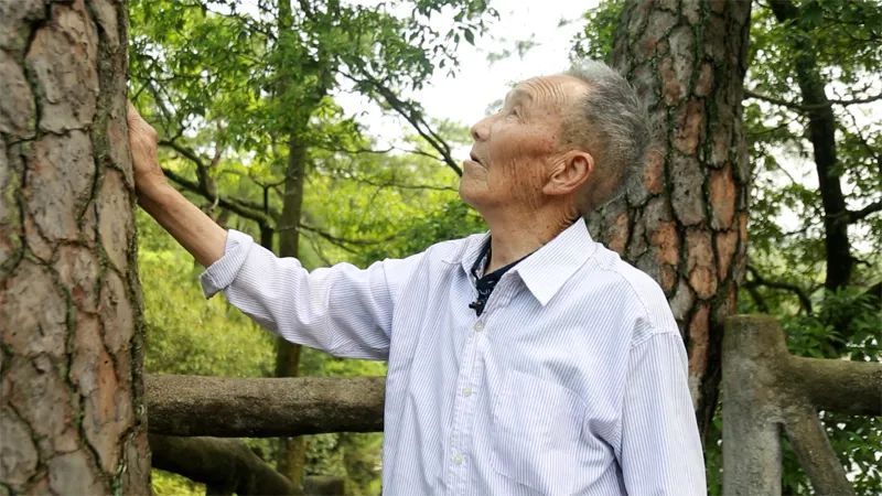 “见松如见人”!从未谋面的父亲,从未中断的对话 “见松如见人”!从未谋面的父亲,从未中断的对话