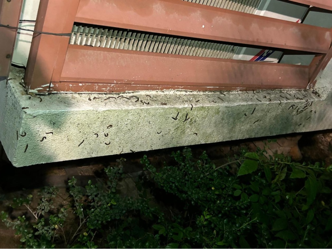 一股臭味!浙江人家里已被“入侵”,墙壁窗户全是... 一股臭味!浙江人家里已被“入侵”,墙壁窗户全是...