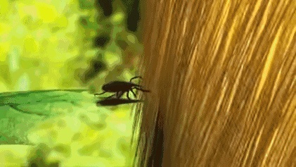 夺命“黑虫”出没,爬山逛公园要小心 夺命“黑虫”出没,爬山逛公园要小心