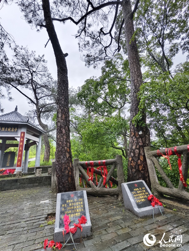 “见松如见人”!从未谋面的父亲,从未中断的对话 “见松如见人”!从未谋面的父亲,从未中断的对话