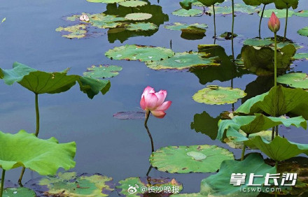 年嘉湖上荷花开 赏荷打卡正当时 年嘉湖上荷花开 赏荷打卡正当时
