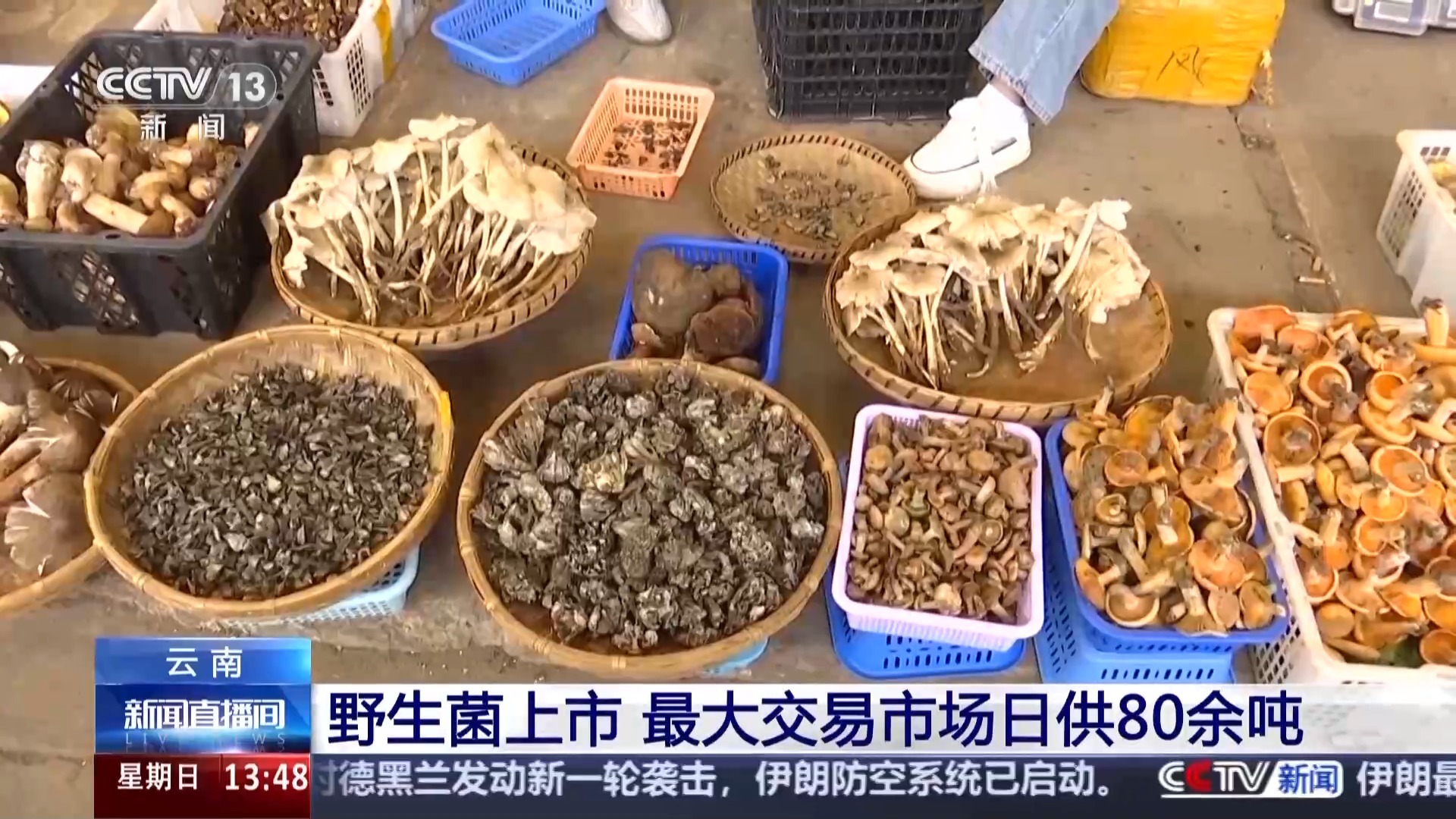野生菌尝鲜季到啦 不想“躺板板”赶紧收藏这份指南