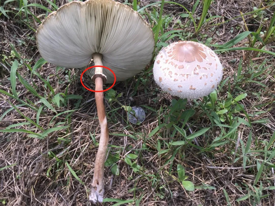 4人接连确诊，严重可致命！多地疾控紧急提醒