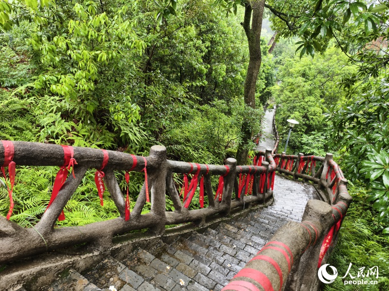 “见松如见人”!从未谋面的父亲,从未中断的对话 “见松如见人”!从未谋面的父亲,从未中断的对话