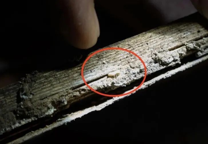 关窗！关窗！入梅后大量出现