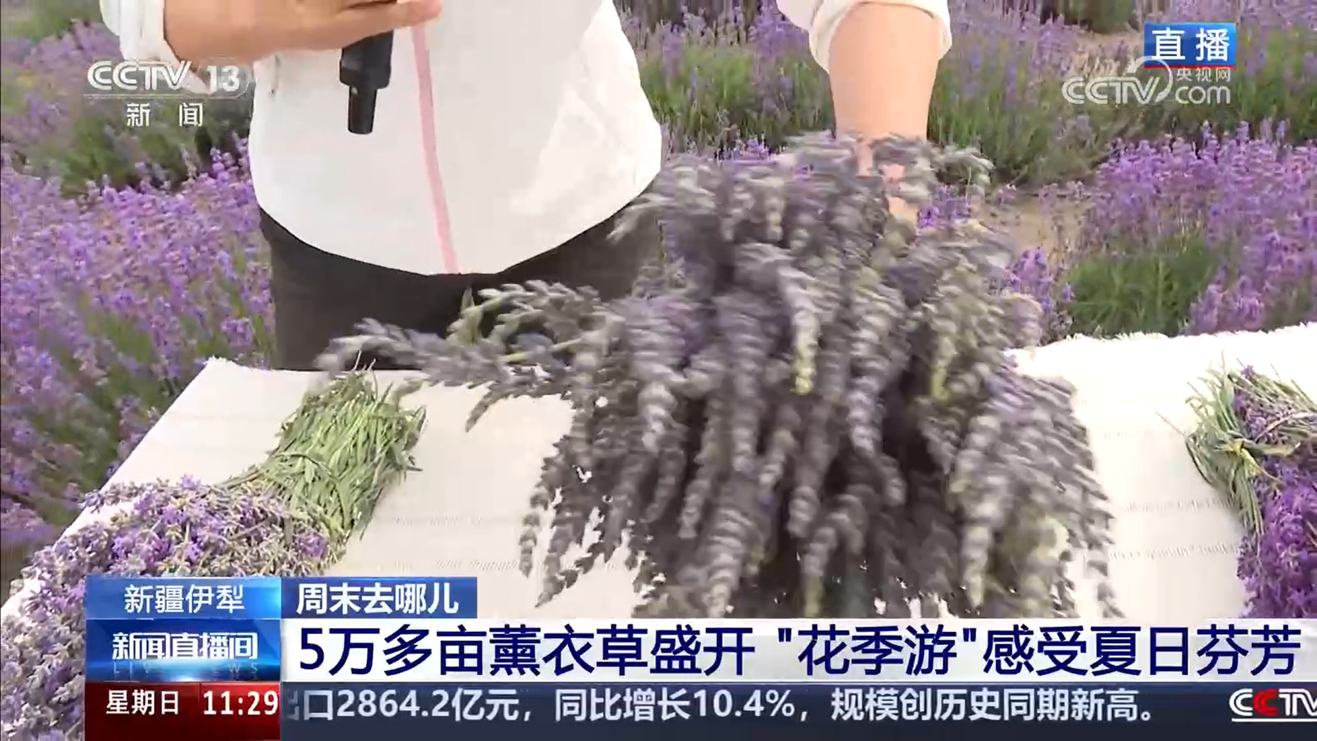 新疆伊犁5万亩薰衣草盛开 种植、加工、文旅三产融合带动当地居民增收