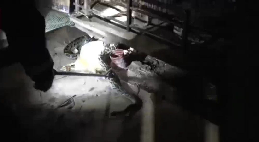 广东一2米长蟒蛇半夜潜入鸡笼“吃自助餐”,被当场抓获 广东一2米长蟒蛇半夜潜入鸡笼“吃自助餐”,被当场抓获