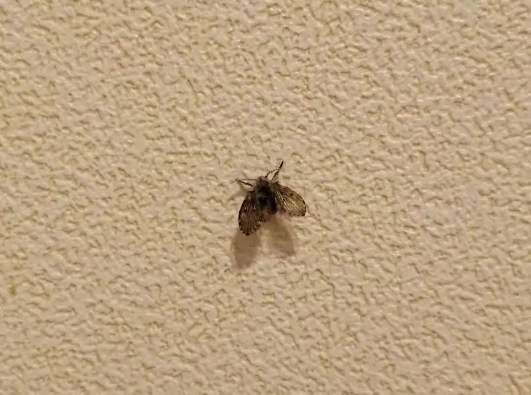 这种虫子(不是蟑螂)看到一只,说明你家里已有很多只了! 这种虫子(不是蟑螂)看到一只,说明你家里已有很多只了!