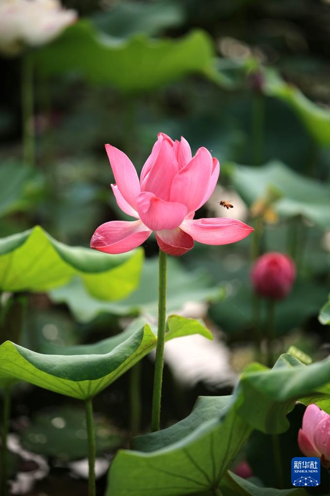 夏日荷韵 夏日荷韵