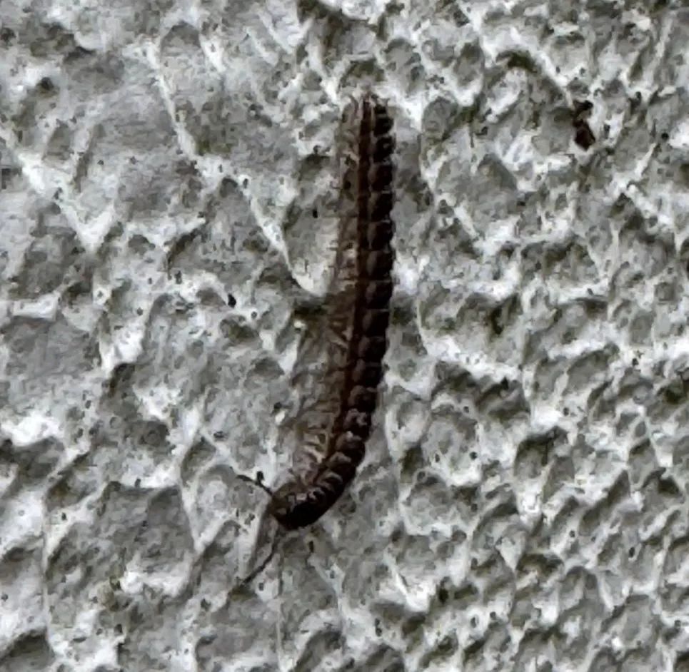 臭！浙江人家里已被“入侵”，墙壁窗户全是，根本“杀”不完……