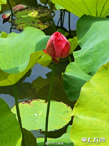 年嘉湖上荷花开 赏荷打卡正当时 年嘉湖上荷花开 赏荷打卡正当时