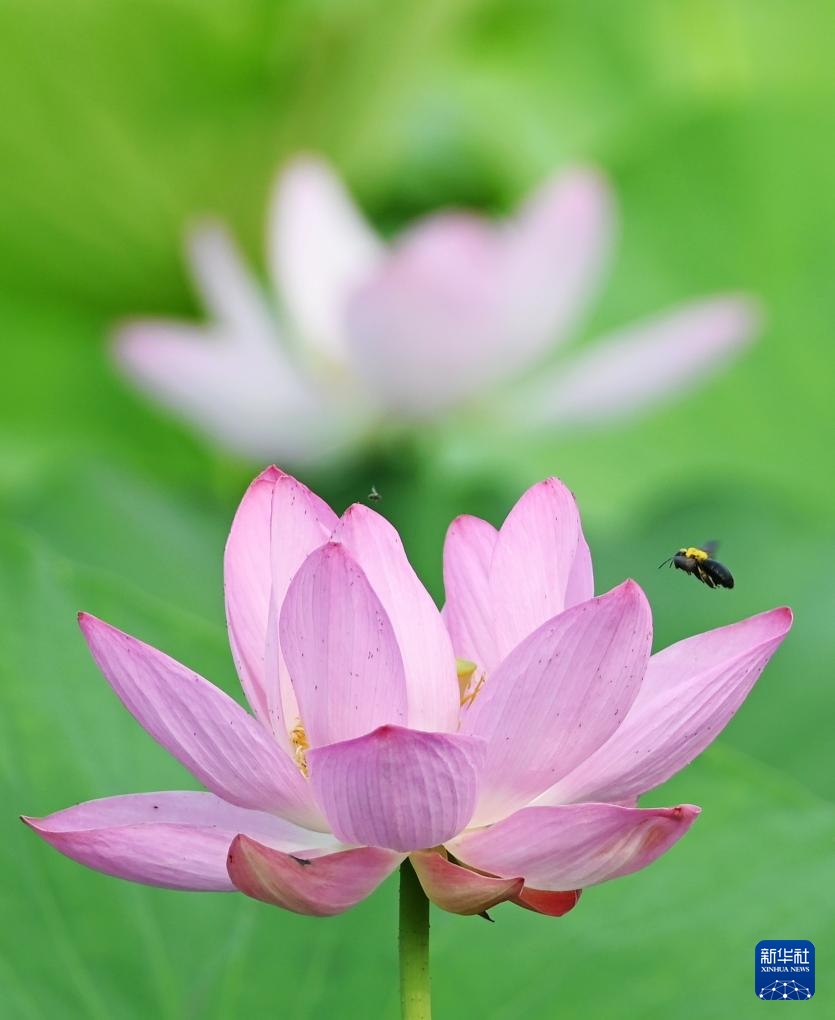 夏日荷韵 夏日荷韵