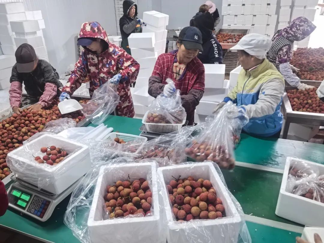 “广西灵山荔枝堆积如山,只能贱卖”?真相是...... “广西灵山荔枝堆积如山,只能贱卖”?真相是......