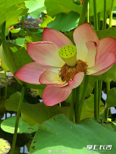 年嘉湖上荷花开 赏荷打卡正当时 年嘉湖上荷花开 赏荷打卡正当时