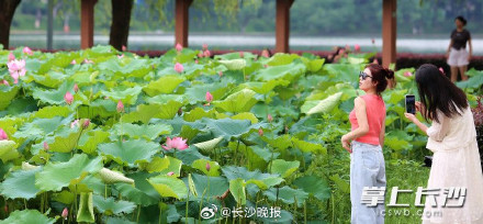 年嘉湖上荷花开 赏荷打卡正当时 年嘉湖上荷花开 赏荷打卡正当时