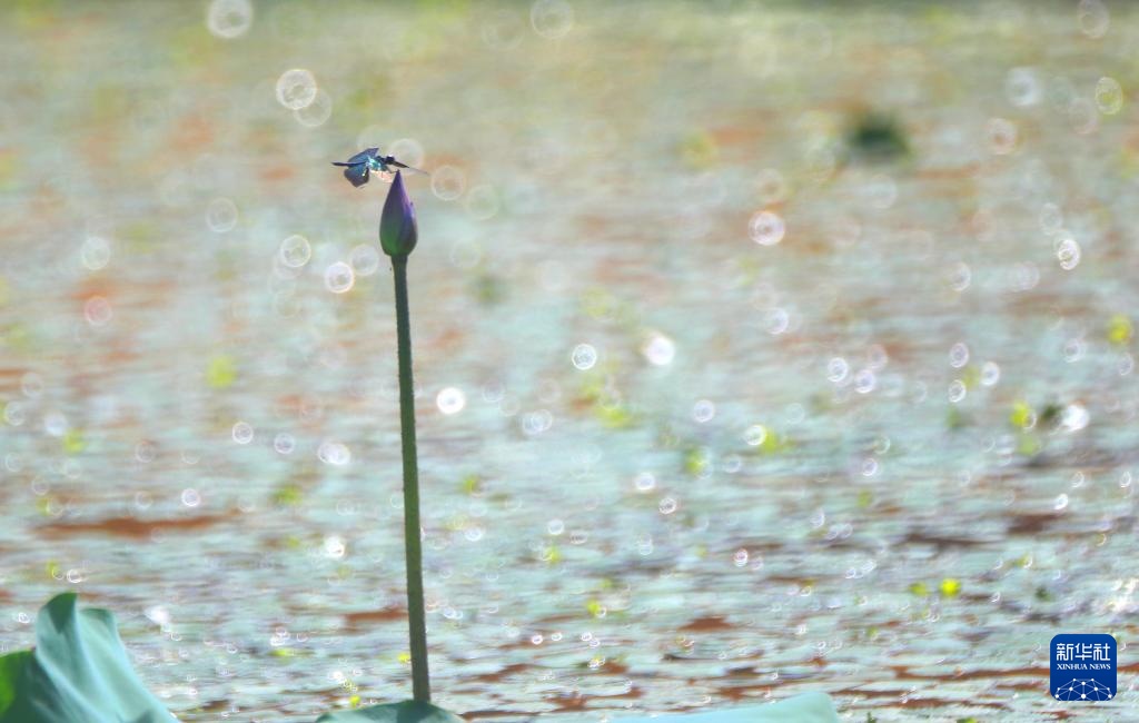 夏日荷韵 夏日荷韵