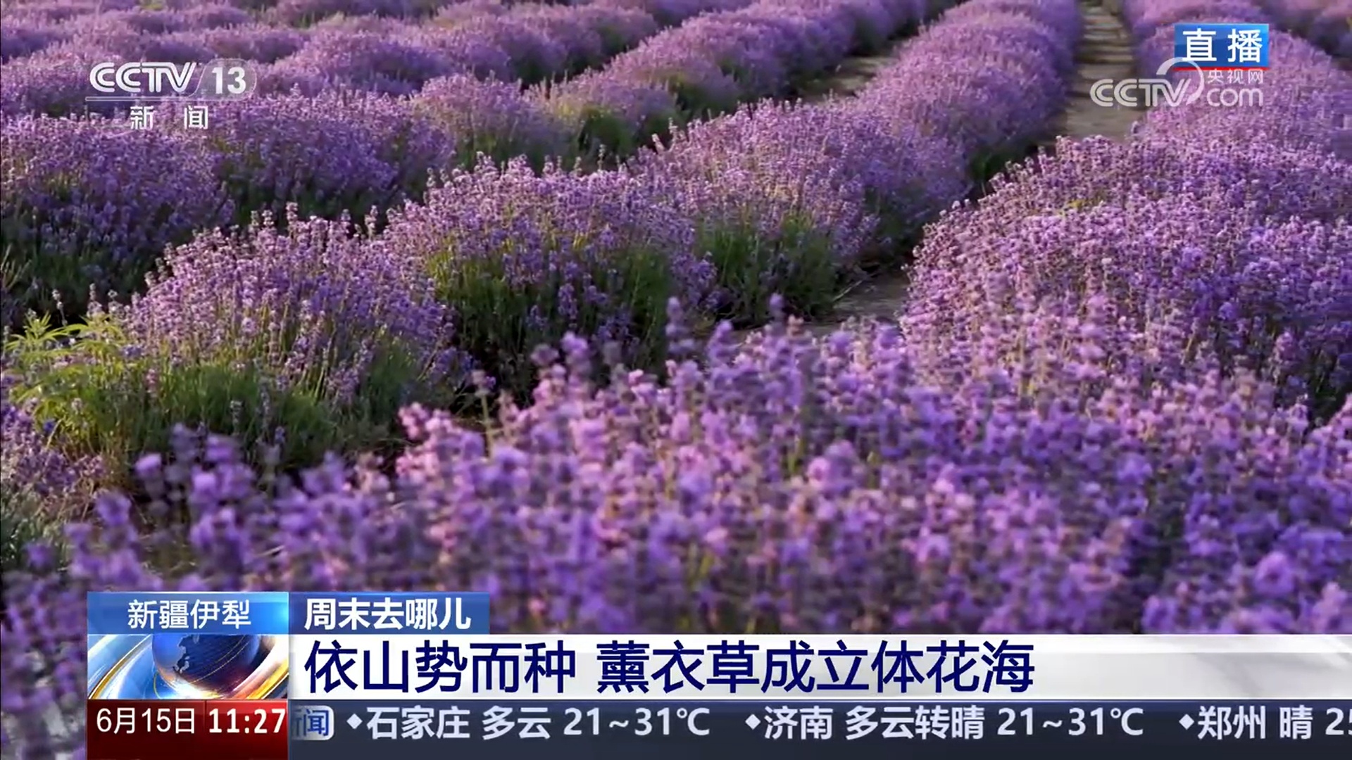 新疆伊犁5万亩薰衣草盛开 种植、加工、文旅三产融合带动当地居民增收