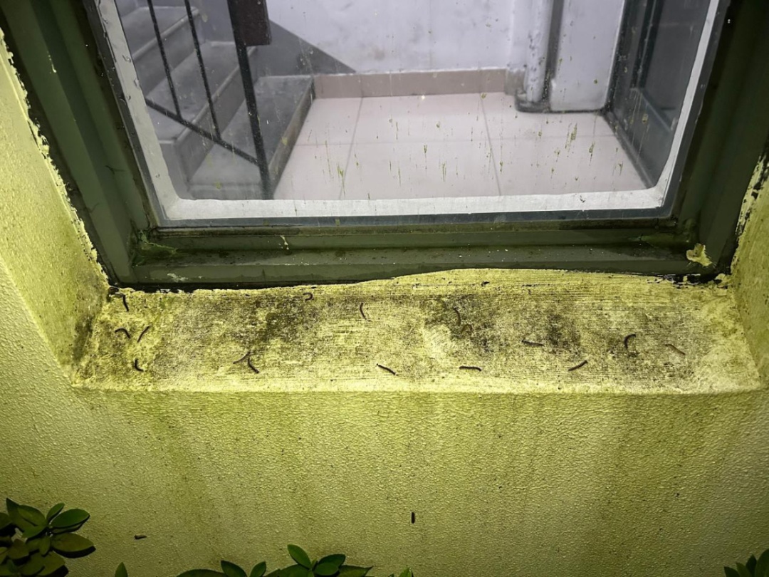 一股臭味!浙江人家里已被“入侵”,墙壁窗户全是... 一股臭味!浙江人家里已被“入侵”,墙壁窗户全是...