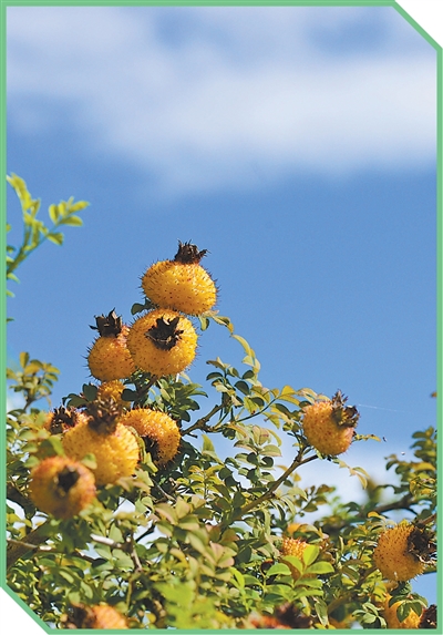 从田间到舌尖,新技术带来新滋味 从田间到舌尖,新技术带来新滋味