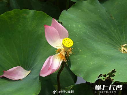 年嘉湖上荷花开 赏荷打卡正当时 年嘉湖上荷花开 赏荷打卡正当时