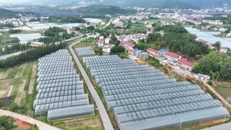 江西于都:富硒西红柿集中采收 精深加工延伸产业链 江西于都:富硒西红柿集中采收 精深加工延伸产业链