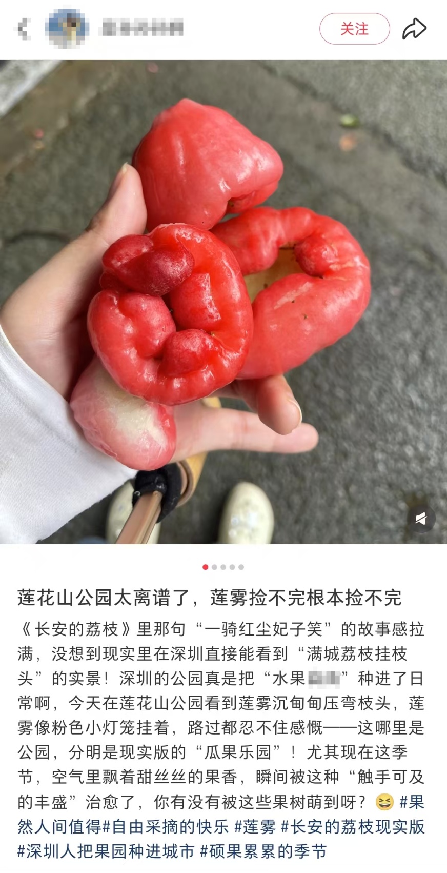 深圳莲花山公园大量出现！网友称“根本捡不完！”官方提醒