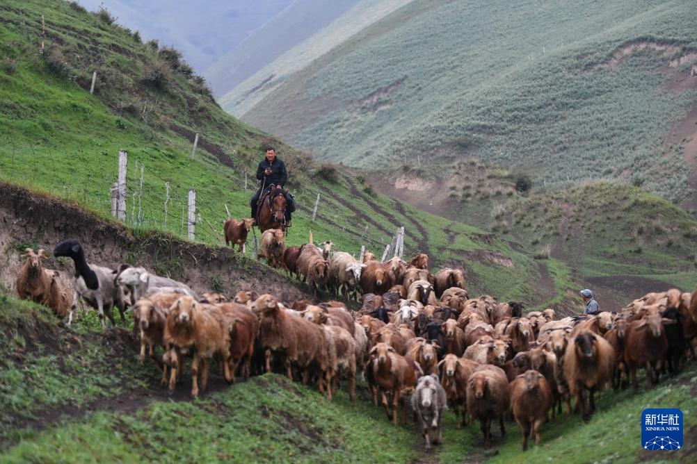 转场天山下 转场天山下