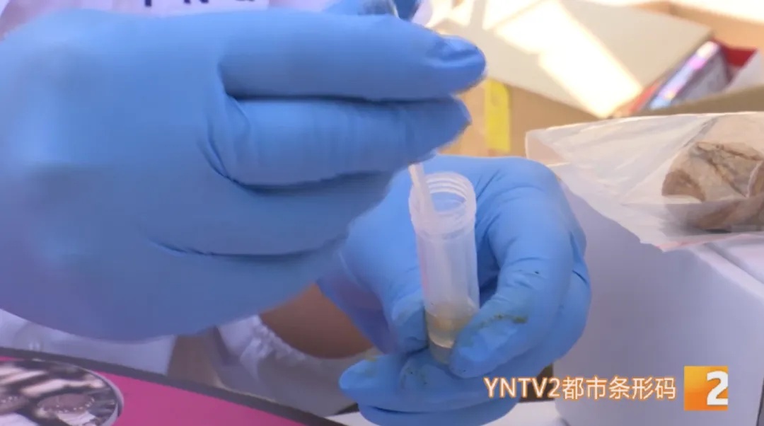 50克就能致命!担心误食鹅膏菌?这种验毒“神器”来啦! 50克就能致命!担心误食鹅膏菌?这种验毒“神器”来啦!