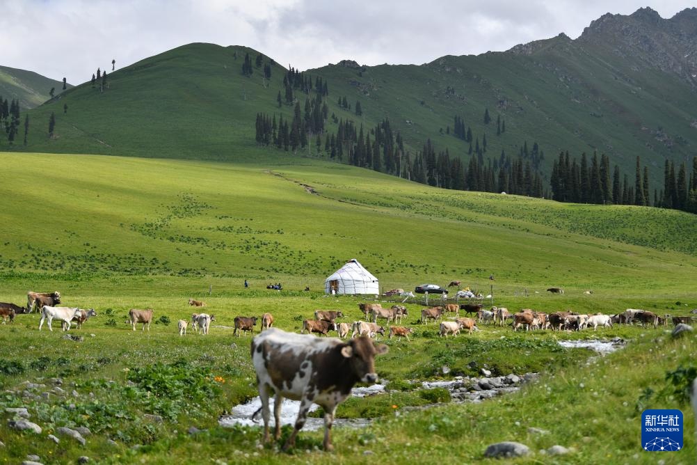 转场天山下 转场天山下