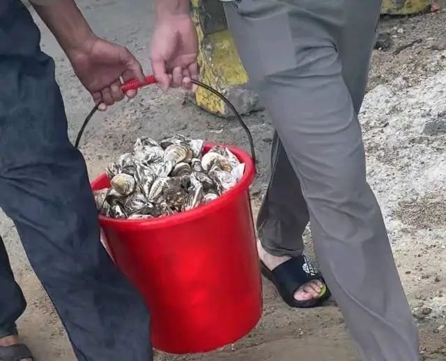 广东多地海滩现大量海鲜！很多人提桶去捡，官方重要提醒