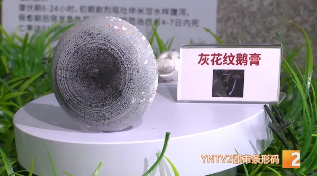 50克就能致命!担心误食鹅膏菌?这种验毒“神器”来啦! 50克就能致命!担心误食鹅膏菌?这种验毒“神器”来啦!