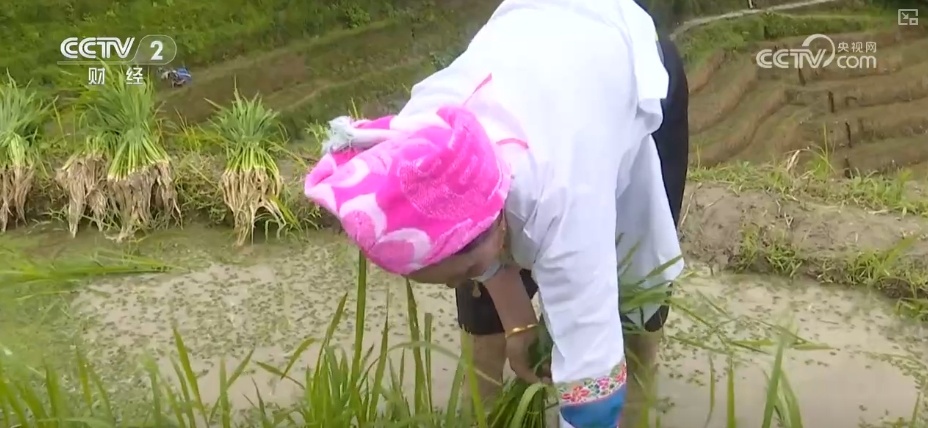 千年农耕文化尽显焕新魅力 民俗节庆点燃游客热情 撬动消费热潮 千年农耕文化尽显焕新魅力 民俗节庆点燃游客热情 撬动消费热潮