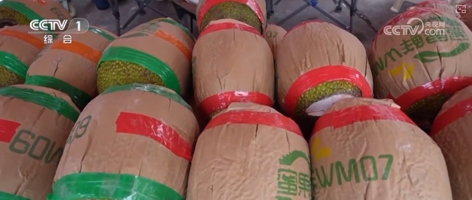 冷链物流迈入“高速时代” 消费者感受瓜果“才下枝头就上舌头”极致体验 冷链物流迈入“高速时代” 消费者感受瓜果“才下枝头就上舌头”极致体验