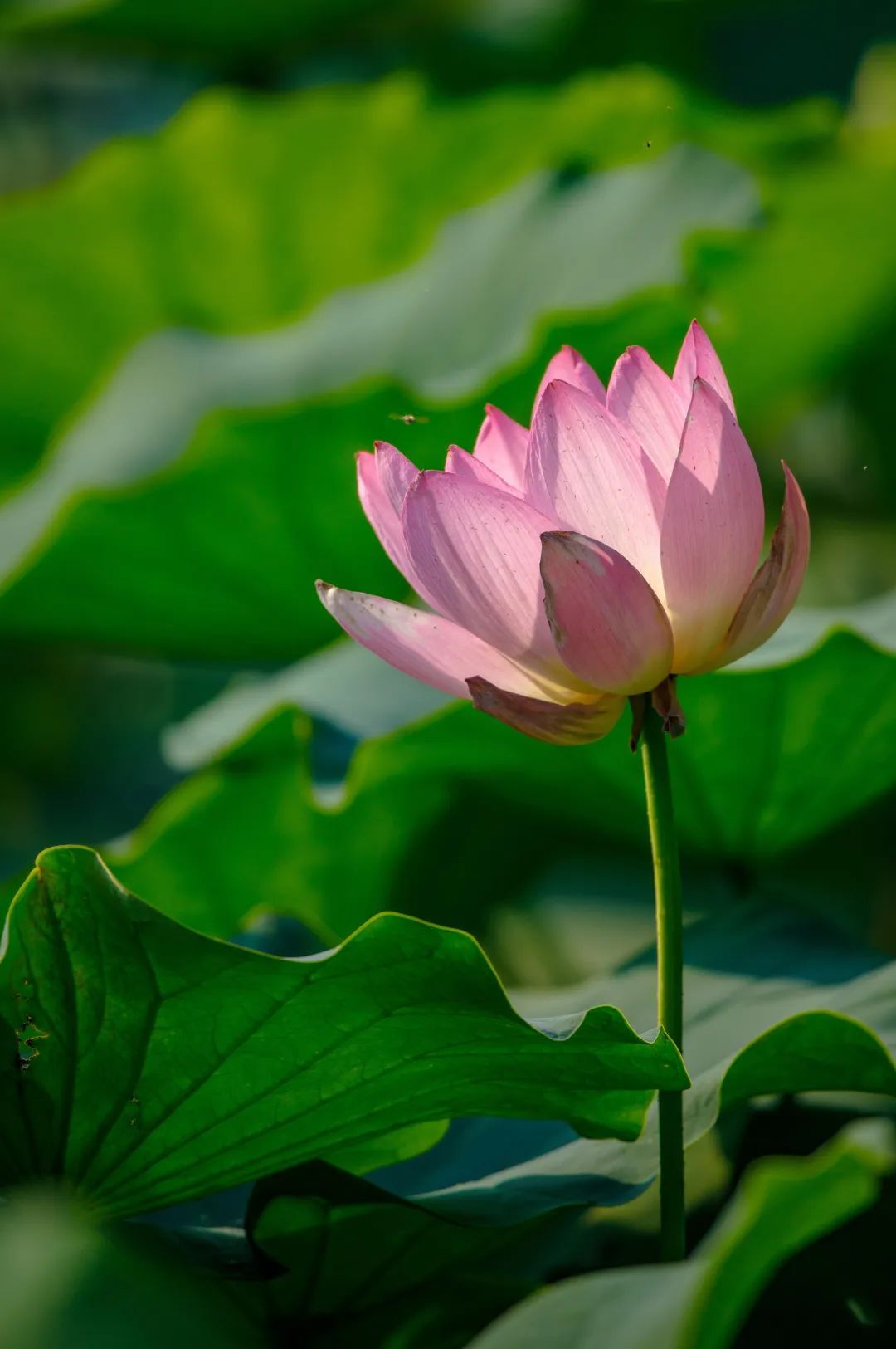 荷花盛开迎来观赏期!济南这12处赏花地你可知? 荷花盛开迎来观赏期!济南这12处赏花地你可知?