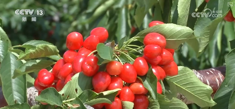 鲜果、重庆小面、汽车配件……中亚好物乘坐“钢铁驼队”跑出新机遇