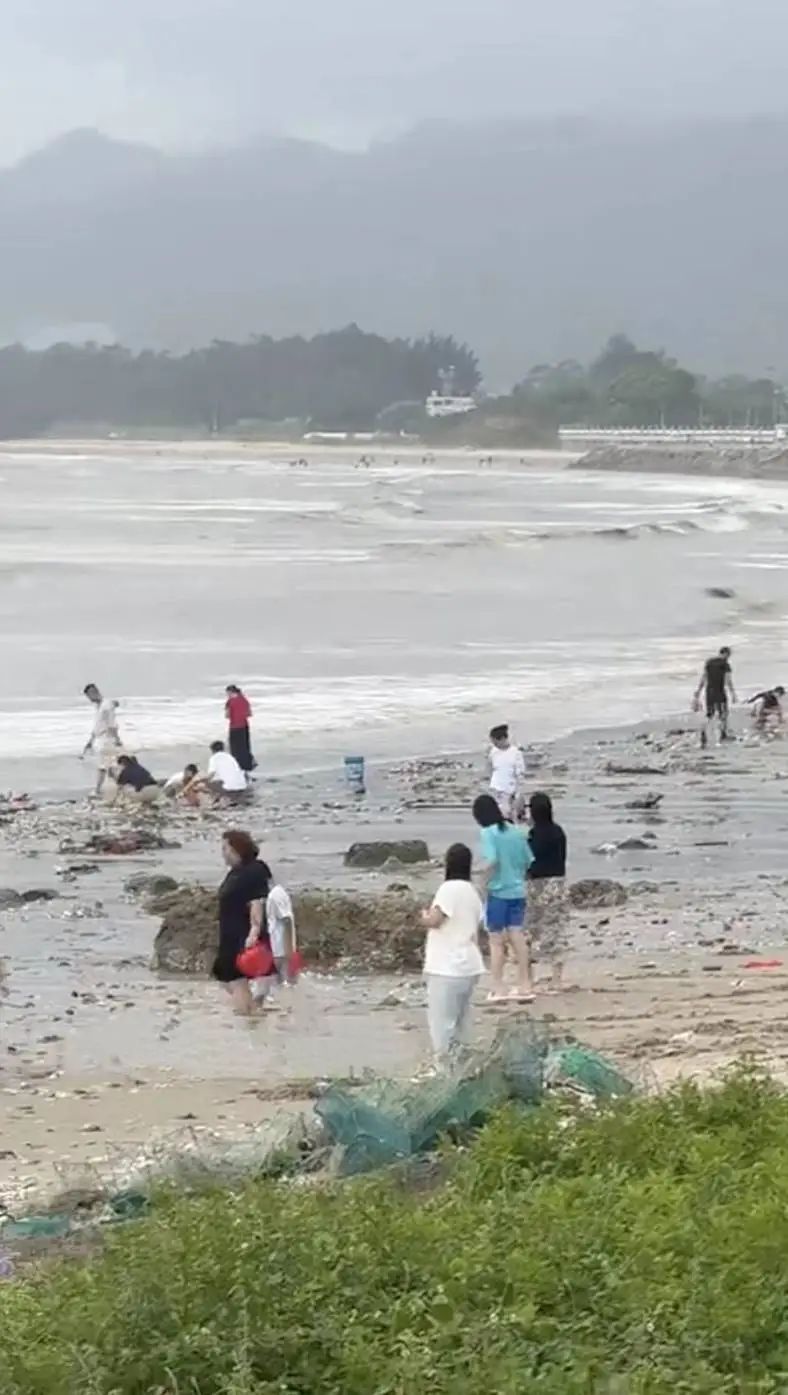 根本捡不完！台风过后，深圳一海滩惊现大量海鲜→