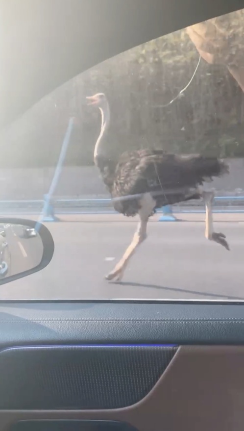 四川乐山一鸵鸟“越狱”马路狂奔,目击者:时速超40码,还对我“笑”了下 四川乐山一鸵鸟“越狱”马路狂奔,目击者:时速超40码,还对我“笑”了下