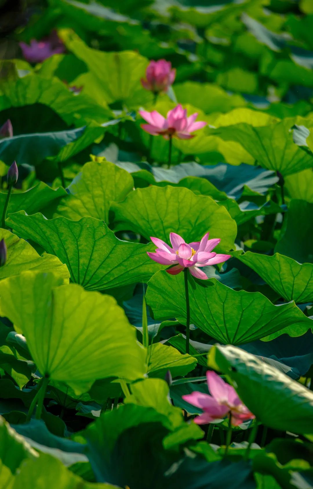 荷花盛开迎来观赏期!济南这12处赏花地你可知? 荷花盛开迎来观赏期!济南这12处赏花地你可知?