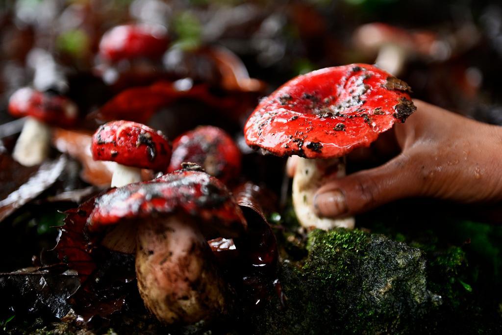 冰箱和洗衣机说话?菌子中毒不好玩、很危险! 冰箱和洗衣机说话?菌子中毒不好玩、很危险!