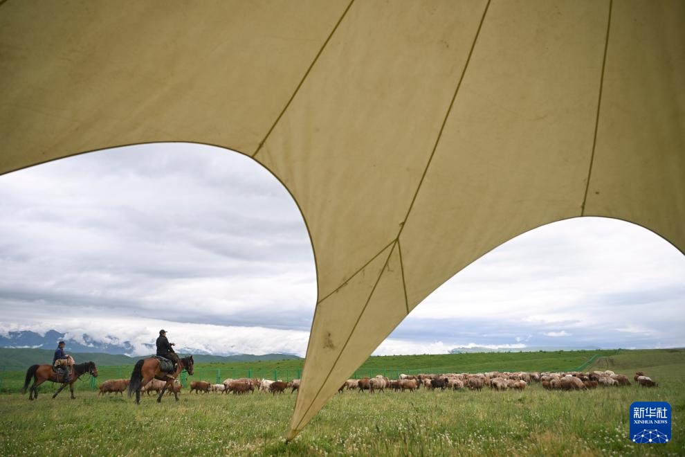 转场天山下 转场天山下