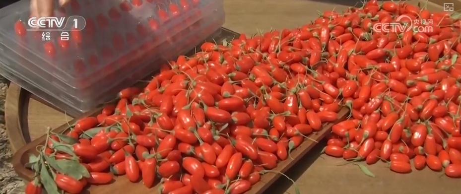 冷链物流迈入“高速时代” 消费者感受瓜果“才下枝头就上舌头”极致体验 冷链物流迈入“高速时代” 消费者感受瓜果“才下枝头就上舌头”极致体验